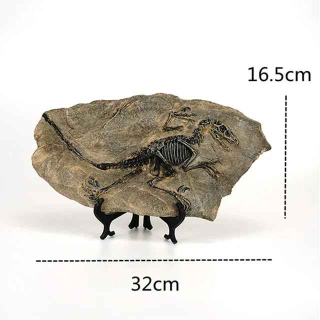 “Jurassic Relic” Dinosaur Fossil Display