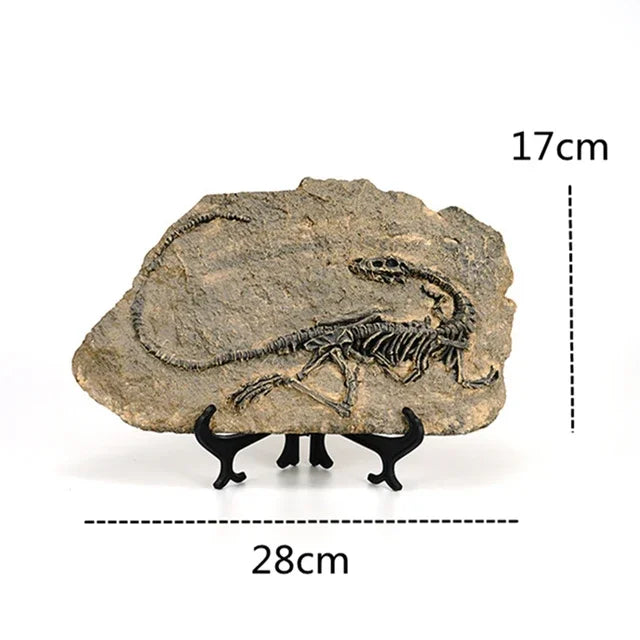 “Jurassic Relic” Dinosaur Fossil Display