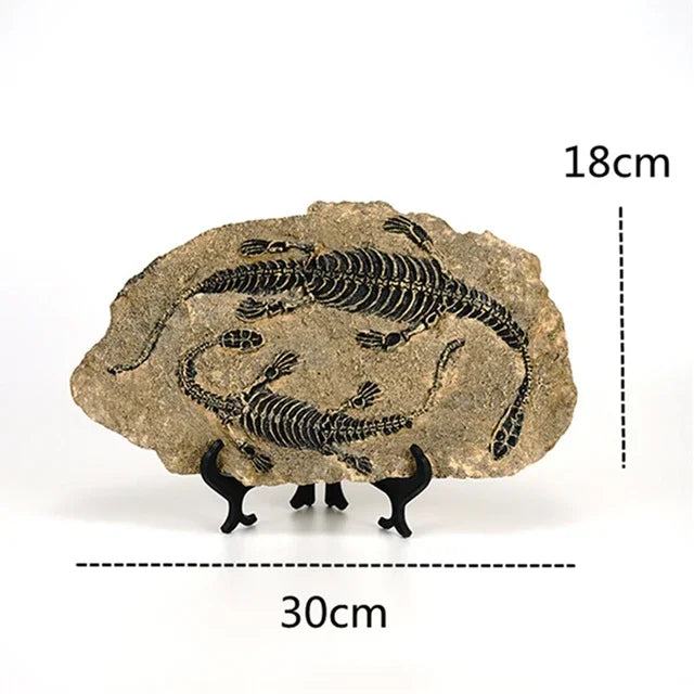 “Jurassic Relic” Dinosaur Fossil Display